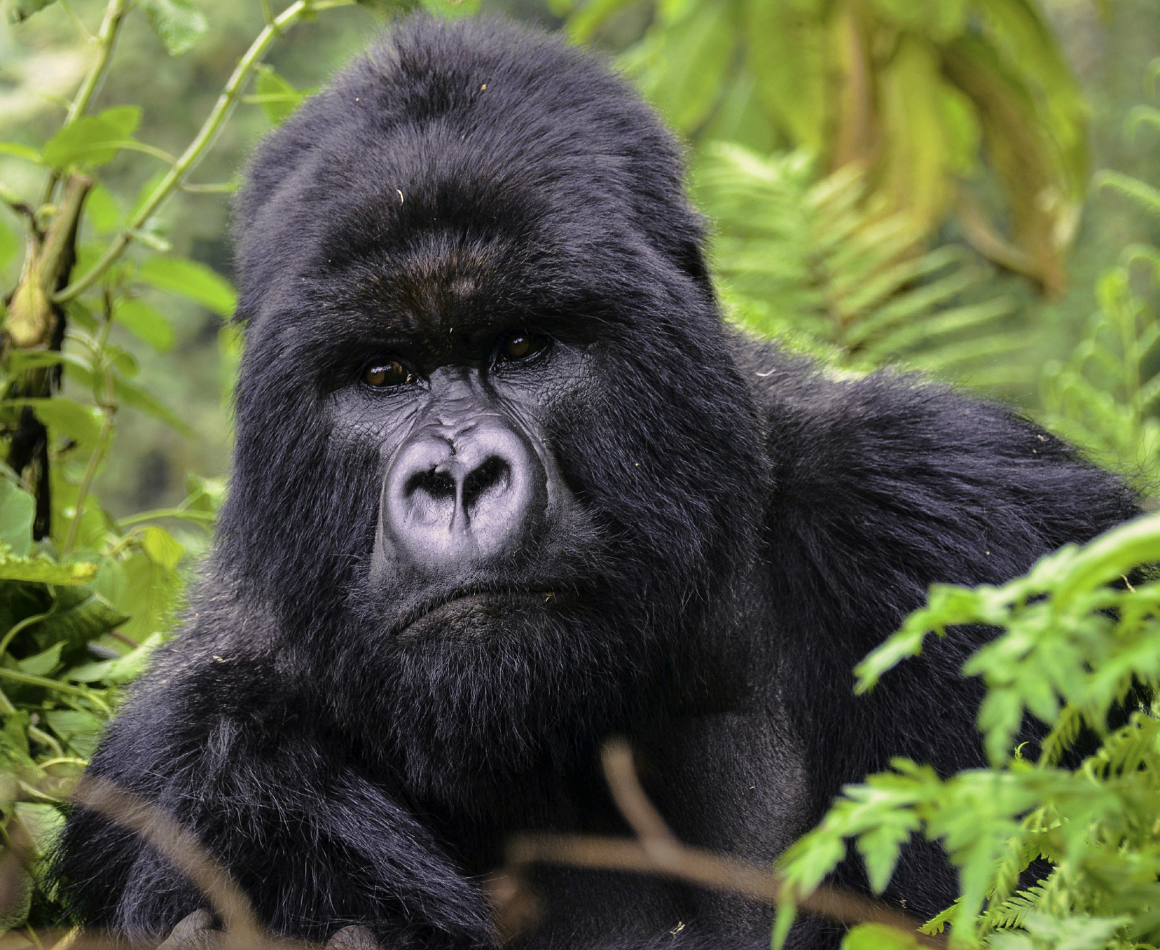 Bwindi Forest N.park